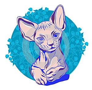 Little sphinx cat on the background of an ornament of flowers.